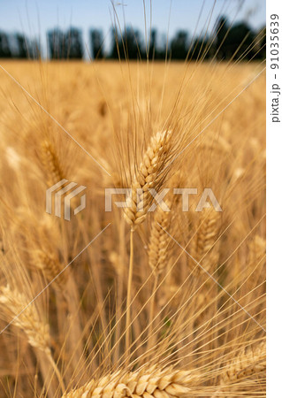 Ripe barley cultivation and rural road with trees, Parma, Italy 91035639
