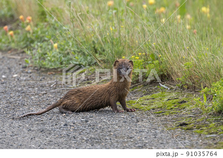 農道の上で警戒するずぶ濡れのイタチ 91035764