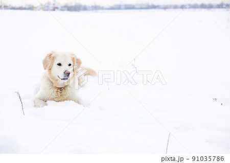 Large labrador retriever dog in winter landscape lies in the snow in snowdrift. 91035786