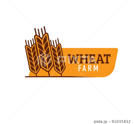 Wheat, farm rice, oat or barley millet and cereal ear, vector organic food icon. Farm bakery wheat spikelet symbol for bread or cereal and grain food products shop or bio grocery store 91035832