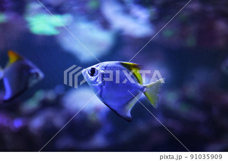 Beautiful silver moony fish in clear aquarium Beautiful silver moony fish in clear aquarium 91035909