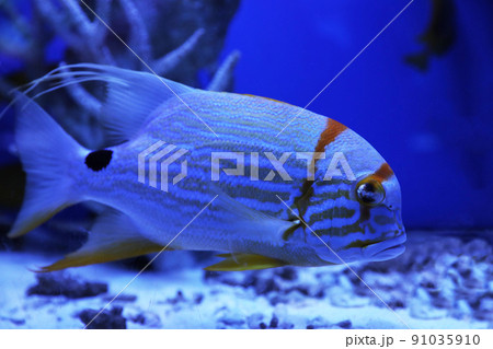 Beautiful angelfish swimming in clear toned blue aquarium 91035910