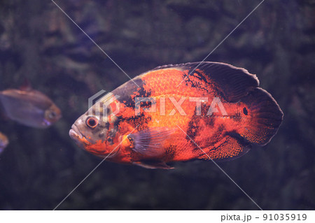 Bright oscar fish swimming in clear aquarium Bright oscar fish swimming in clear aquarium 91035919