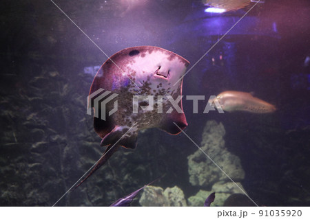 Tropical ray fish swimming in clear aquarium Tropical ray fish swimming in clear aquarium 91035920