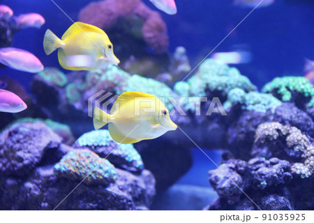 Different tropical fishes swimming in aquarium water Different tropical fishes swimming in aquarium water 91035925