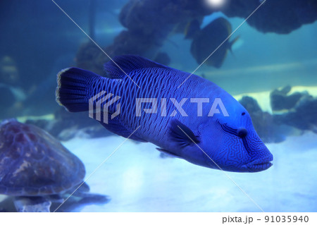 Beautiful tropical fish swimming in clear aquarium water 91035940