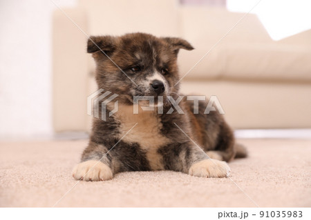 Cute Akita inu puppy indoors. Friendly dog 91035983