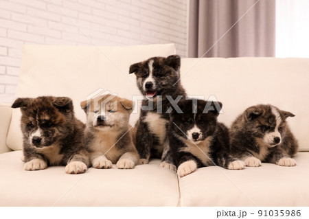 Cute Akita inu puppies on sofa indoors. Friendly dogs Cute Akita inu puppies on sofa indoors. Friendly dogs 91035986
