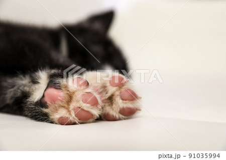 Akita inu puppy on sofa, closeup view of paws. Cute dog Akita inu puppy on sofa, closeup view of paws. Cute dog 91035994