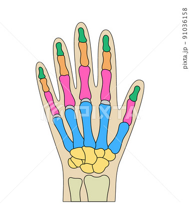 Human hand bones anatomy. Colored hand parts structure. Human wrist diagram vector illustration. 91036158