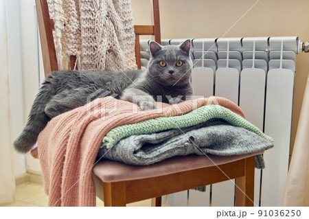 Gray british cat keep warm in autumn winter cold season near heating radiator Gray british cat keep warm in autumn winter cold season near heating radiator 91036250