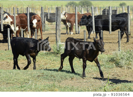 Steers and heifers raised with natural grass, Argentine meat production Steers and heifers raised with natural grass, Argentine meat production 91036564