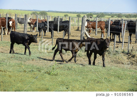 Steers and heifers raised with natural grass, Argentine meat production Steers and heifers raised with natural grass, Argentine meat production 91036565