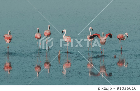 Flock of pink flamingos in a salty lagoon,Patagonia, Flock of pink flamingos in a salty lagoon,Patagonia, 91036616
