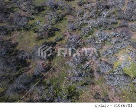 Pampas forest, Calden tree, Prosopis Caldenia,  91036701