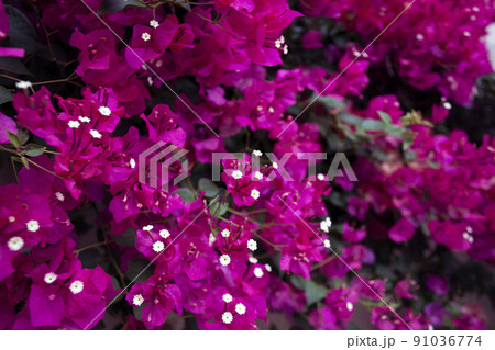 beautiful purple flowers in sunlight 91036774
