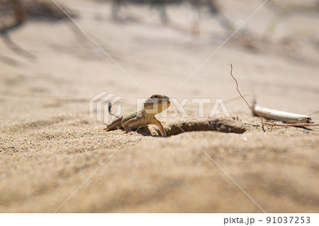 portrait of desert lizard secret toadhead agama near its burrow 91037253