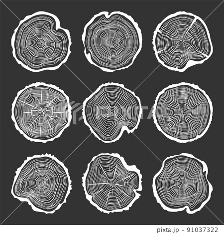White round tree trunk cuts with cracks, sawn pine or oak slices, lumber. Saw cut timber, wood. Wooden texture with tree rings. Hand drawn sketch. Vector illustration White round tree trunk cuts with cracks, sawn pine or oak slices, lumber. Saw cut timber, wood. Wooden texture with tree rings. Hand drawn sketch. Vector illustration 91037322