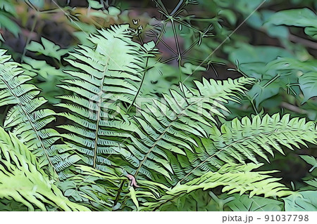 パステル調　”クサソテツ”　イラストイメージ 91037798