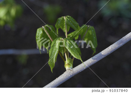コシアブラ（漉油）山菜 91037840