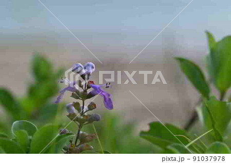 奄美大島の砂浜で咲くハマゴウの紫の花 奄美大島の砂浜で咲くハマゴウの紫の花 91037978