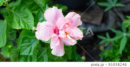 Pink hibiscus flower with leaves 91038246