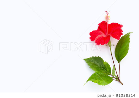 Hibiscus flower on white background. 91038314