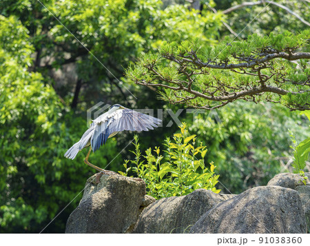 岩の上に立つアオサギ 91038360