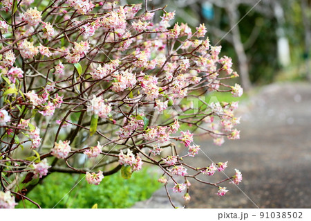 ジンチョウゲの花 ジンチョウゲの花 91038502