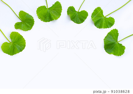 Frame made of fresh leaves of gotu kola on white 91038628