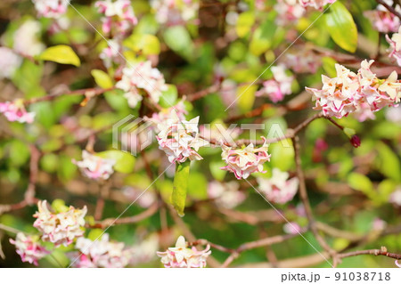 ジンチョウゲの花 ジンチョウゲの花 91038718
