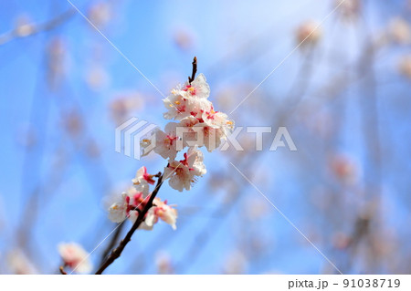 アンズの花 アンズの花 91038719