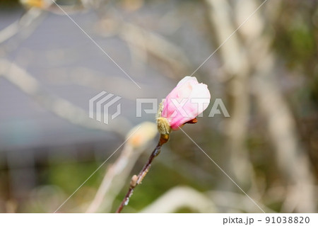 シデコブシの花 91038820