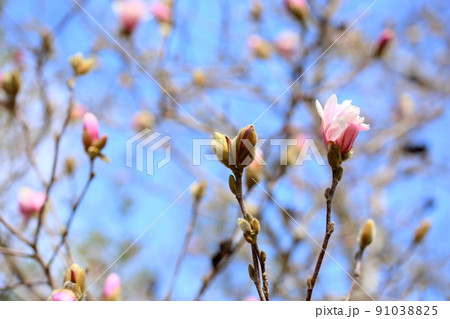 シデコブシの花 シデコブシの花 91038825