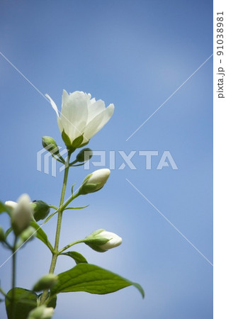 バイカウツギ Mock Orange バイカウツギ Mock Orange 91038981