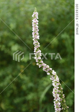 ヴァーバスカム・チャキシー 91039100