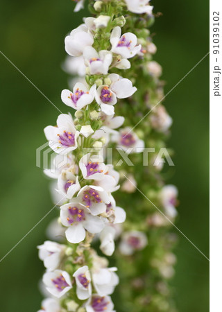 ヴァーバスカム・チャキシー 91039102