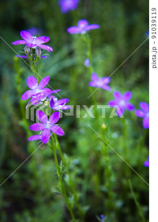 ヒナキキョウ草 91039119