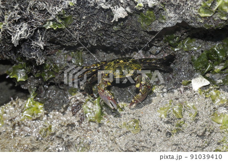 イソガニ イソガニ 91039410