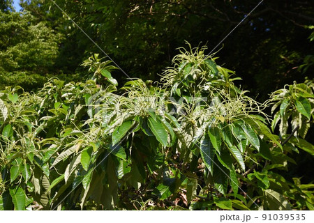 クリの花 91039535