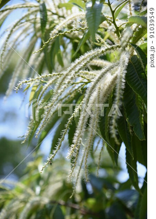 クリの花 91039549