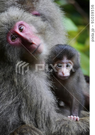 ヤクシマザル 91039556