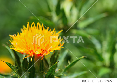 初夏の風景 ベニバナ 初夏の風景 ベニバナ 91039651