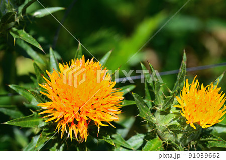 初夏の風景　ベニバナ 91039662