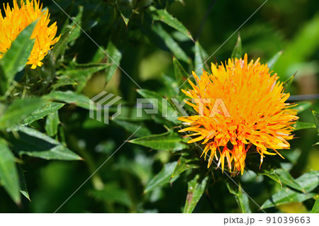 初夏の風景　ベニバナ 91039663