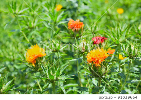 初夏の風景 ベニバナ 初夏の風景 ベニバナ 91039664
