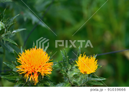 初夏の風景　ベニバナ 91039666