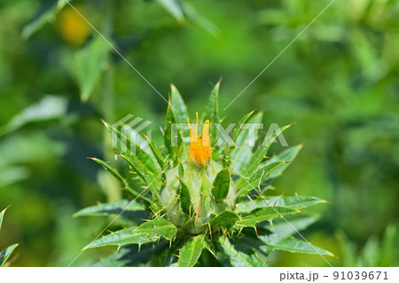 初夏の風景 ベニバナ 初夏の風景 ベニバナ 91039671