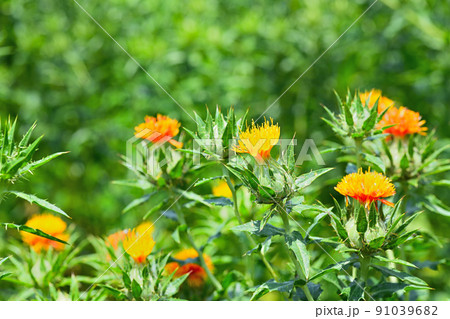 初夏の風景 ベニバナ 初夏の風景 ベニバナ 91039682
