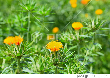 初夏の風景 ベニバナ 初夏の風景 ベニバナ 91039683